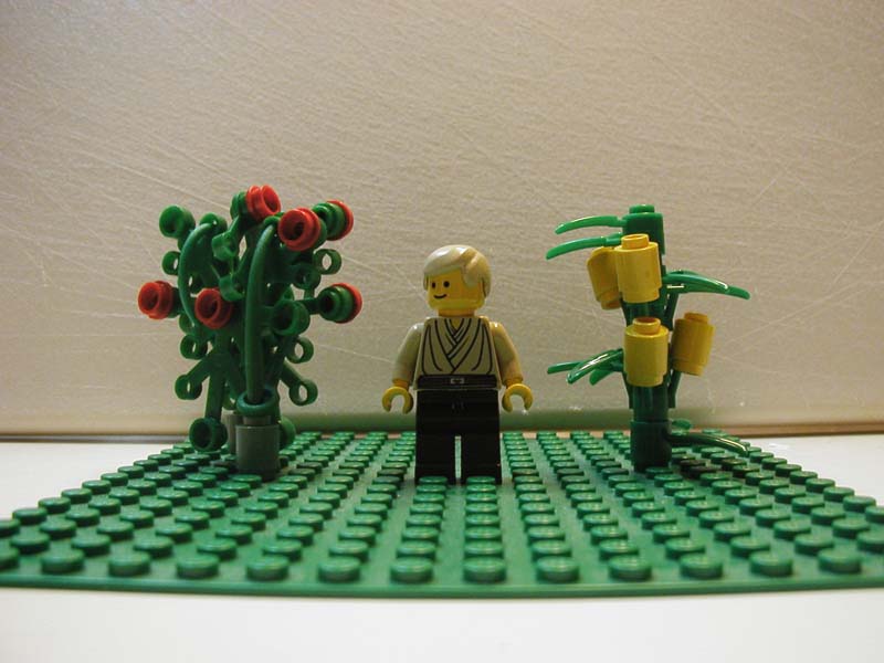 rosecorn1.jpg
