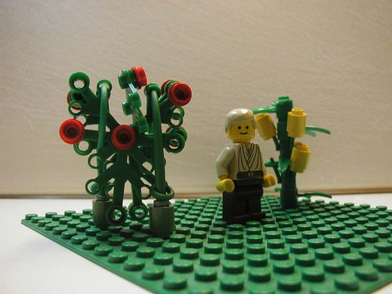 rosecorn2.jpg