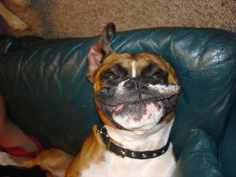 smily_dog.jpg