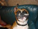 smily_dog.jpg