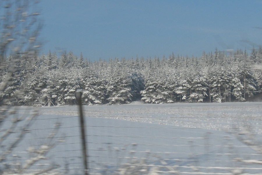 28_wald.jpg