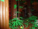 dsc01410.jpg