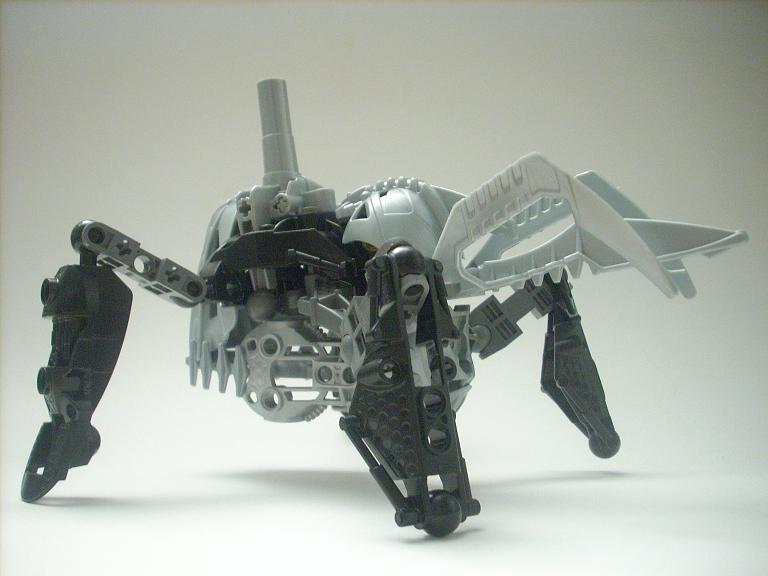 celharax_02.jpg