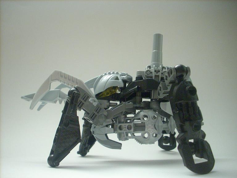 celharax_06.jpg