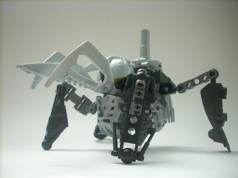 celharax_07.jpg