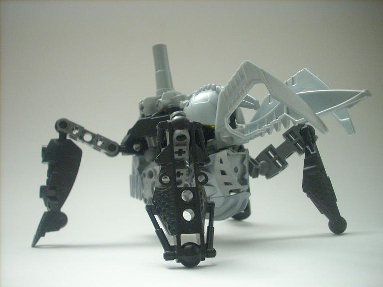 celharax_08.jpg