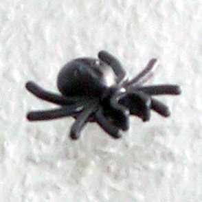 spinne-01-01-01.jpg
