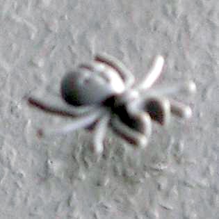 spinne-01-01-02.jpg