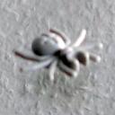 spinne-01-01-02.jpg