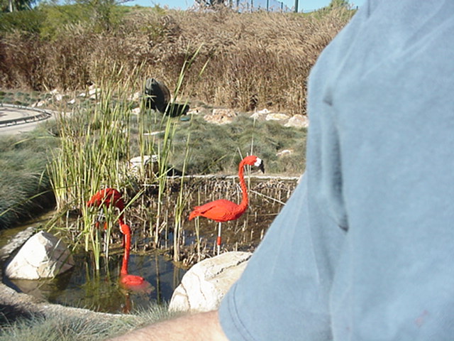flamingos.jpg
