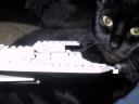 grumman_f14_tomcat_4.jpg