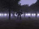 forest_800.jpg