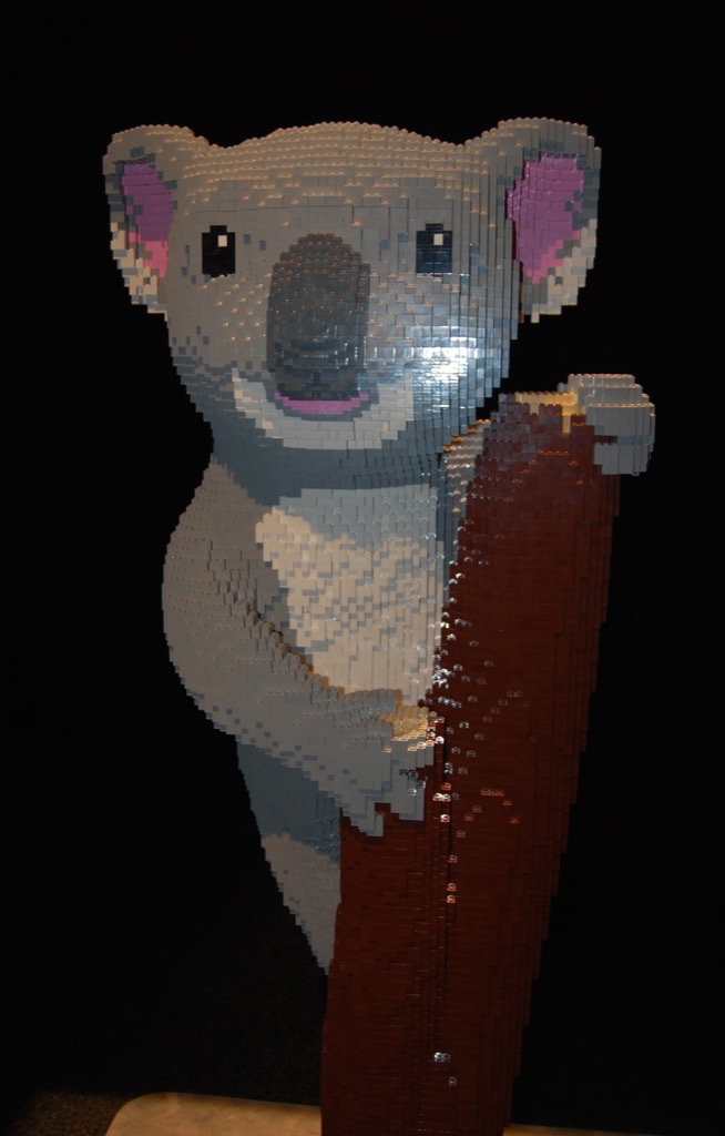 koala.jpg