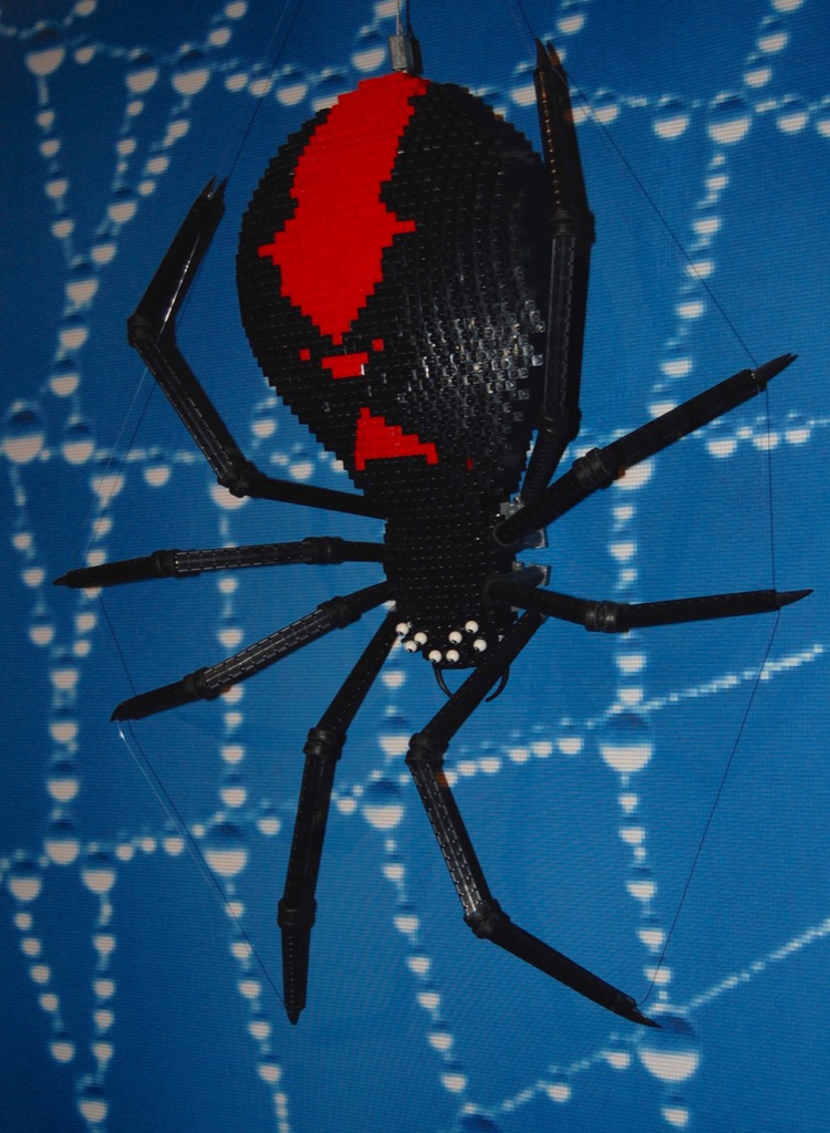 redback_spider.jpg