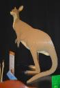 kangaroo.jpg