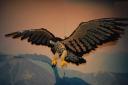 peregrine-falcon.jpg