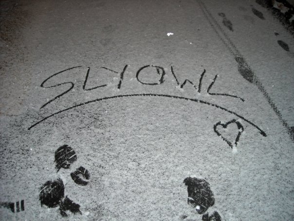 slyowl.jpg