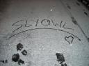 slyowl.jpg