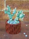 cactus2.jpg