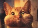 steinicat.jpg