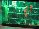 fish_tank_046.jpg
