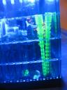 fish_tank_053.jpg