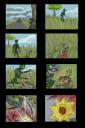 ferncomicpage3cl.png