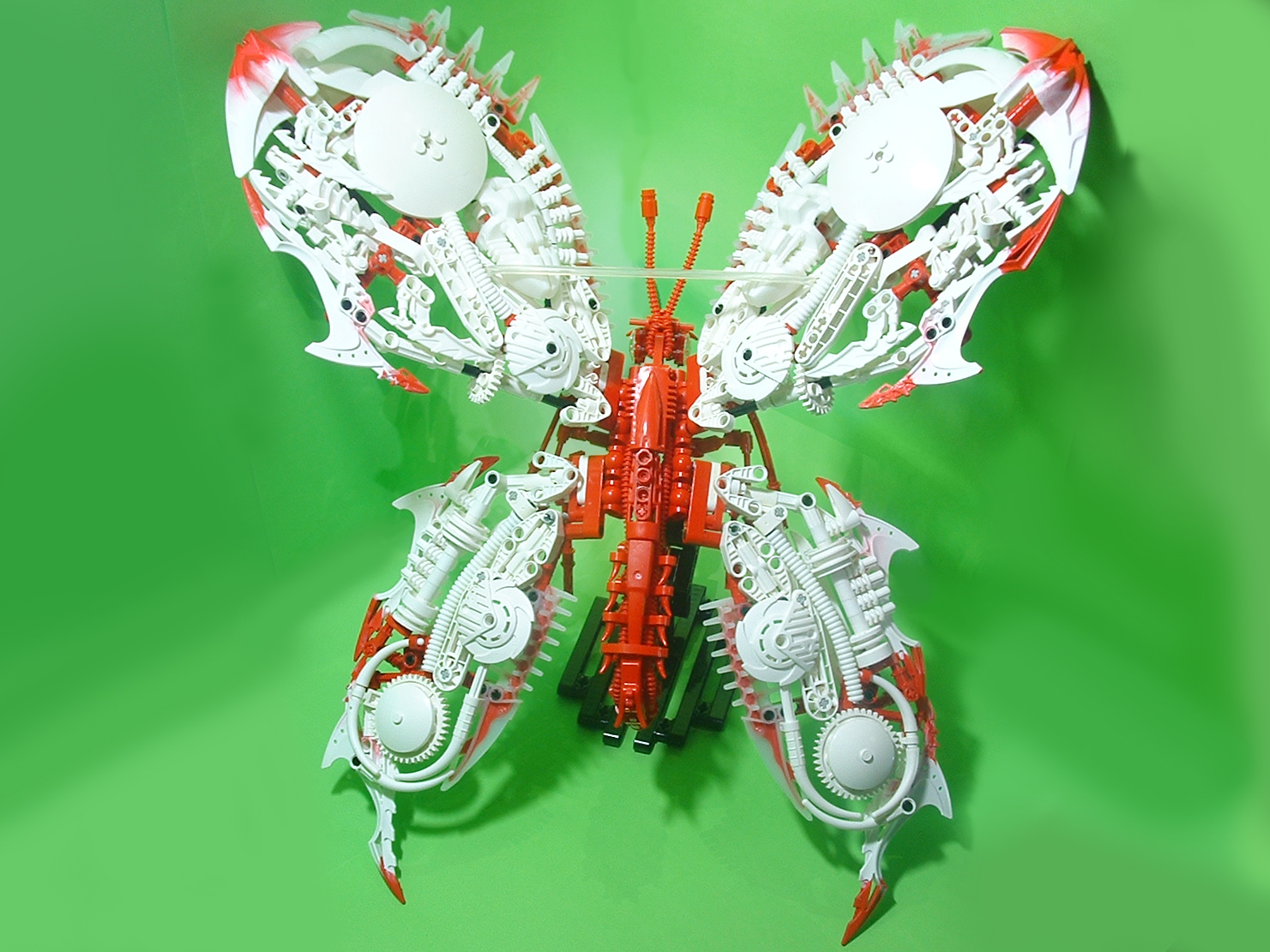 butterflyback.jpg