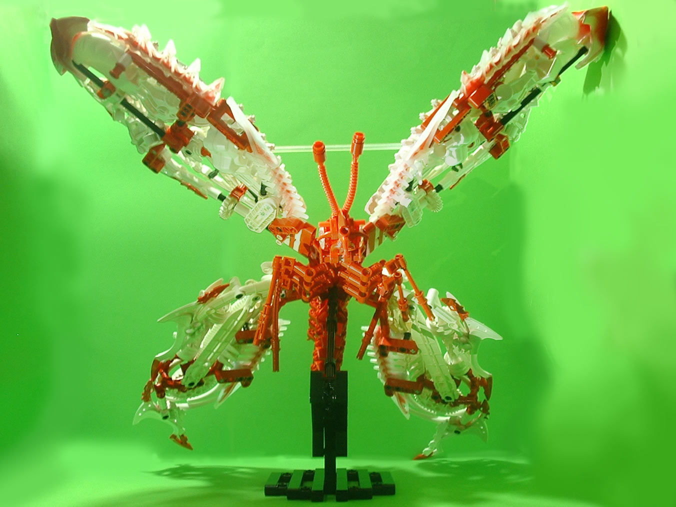 butterflyfront.jpg