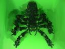 spidertop.jpg