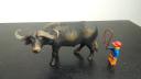 bull.jpg