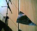 the_black_pearl91006.jpg