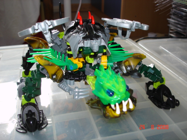 pitwartortoise_1.jpg