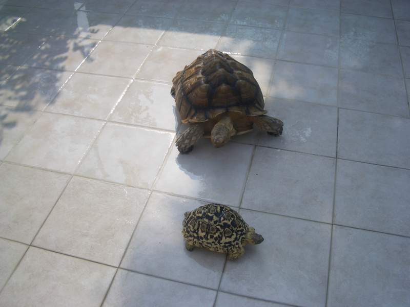 tortoise02.jpg