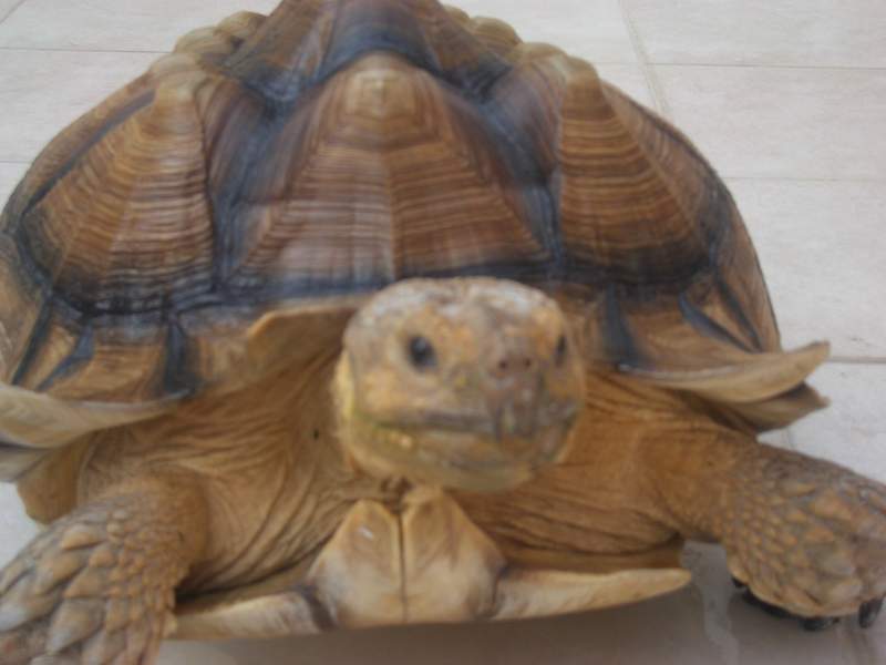 tortoise03.jpg