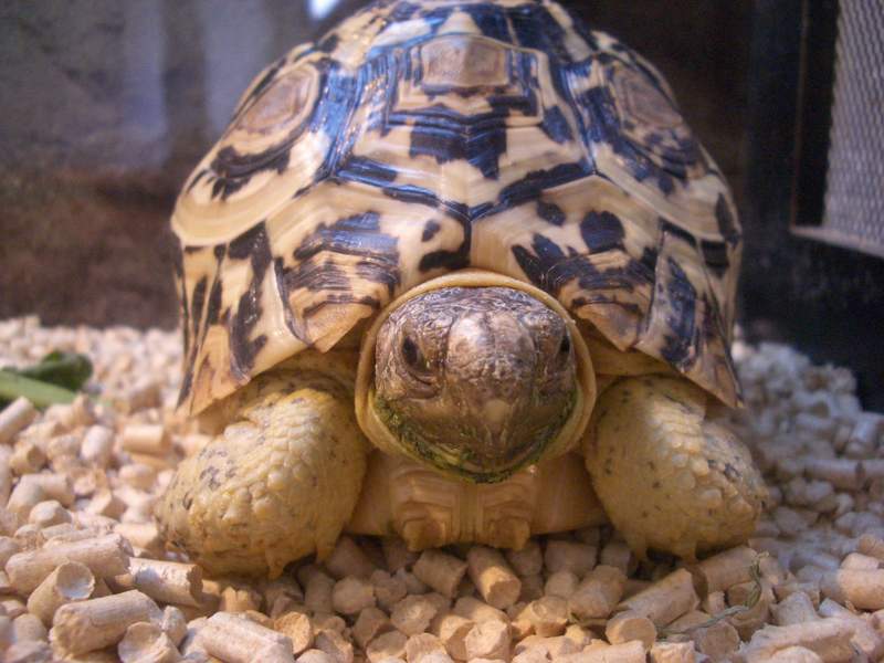 tortoise04.jpg