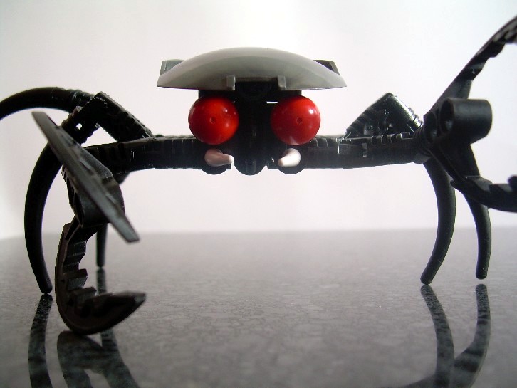 crab3.jpg