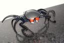 crab1.jpg