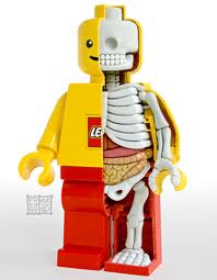 figatomy.jpg
