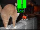 omg_wired_kitteh.png