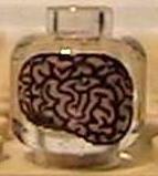 brain.jpg