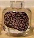 brain.jpg