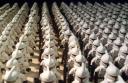 clones