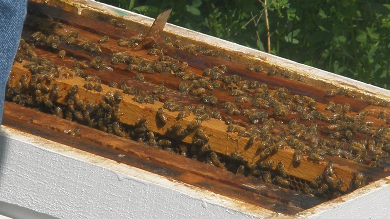 bees_-_13.jpg