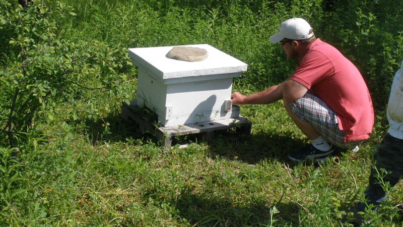 bees_-_14.jpg