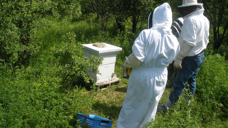 bees_-_16.jpg