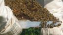 bees_-_12.jpg