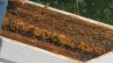 bees_-_13.jpg