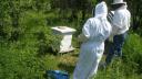 bees_-_16.jpg