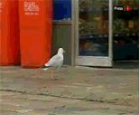 stupid_pigeon.gif
